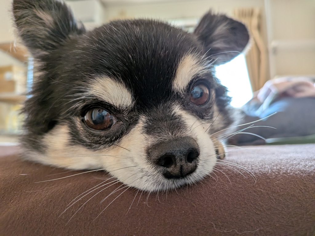 愛犬のチワワ・幸